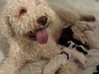 Lagotto Romagnolo Welpen