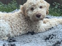 Ein letzter Lagotto Romagnolo Welpe - Rüde 9 1/2 Wochen alt - sucht ein neues zu Hause