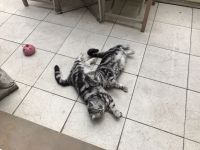 BKH Geschwister Giulietta und Gettone