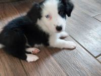 Australian Shepherd/Border Collie Mischlinge