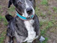 Emil, Mischling, geb. 2017, su. ländliches, ruhiges Zuhause