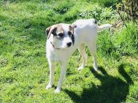 Tolles liebes Mädchen sucht neues Zuhause