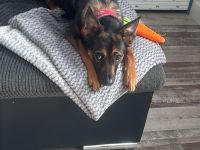 Malinois Terrier Mix abzugeben