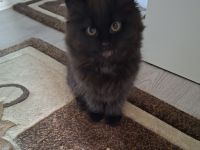 BKH Kitten zu noch ein liebevolles Zuhause