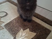 BKH Kitten sucht noch ein liebevolles Zuhause