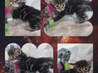 Süße Cashmere Bengal x Maine Coon Babies