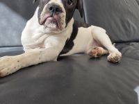 OEB Mischlingshündin