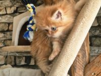 Reinrassiger Perserkitten mit Nase inkl. Stammbaum