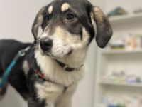 Verspielter Kayo sucht Anschluss