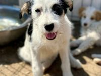 Unser junger Pirat Blackbeard sucht ein Zuhause