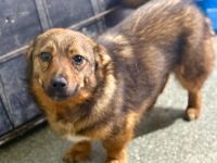 Roya, klein, jung, freundlich.....wer sieht ihr süsses Wesen und gibt ihr ein schönes Leben?