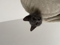 Bkh Kitten Kater