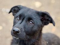 Leela, Darcy und Eloise, 3 kleine Schwestern  auf der Suche nach dem Glück