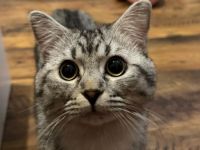 Europäisch Kurzhaar Kater