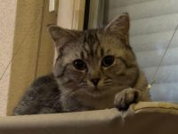 Europäisch Kurzhaar Kater