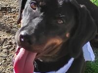 Dias, 03/25 - aktiver Junghund sucht Familie