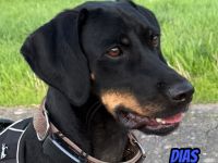 Dias, 03/25 - aktiver Junghund sucht Familie