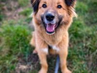 Teddy, Mischling, geb. 2023, su. ein Zuhause mit Garten