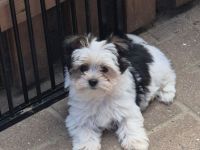 Yorkshire Terrier mini