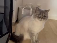 BKH Bluepoint Kittenbabys