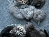 3 Bkhmix Kätzchen 12 Wochen alt suchen einen tollen Platz