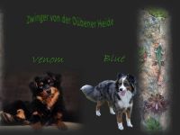 Miniature Australien Shepherd Mini Aussie