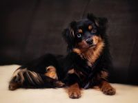 Miniature Australien Shepherd Deckrüde