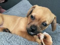 Süßer Mops-Dackel Mix Welpe sucht liebevolles Zuhause 🐾