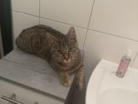 Liebe, sensible Freigänger-Katze (1,5 J.) sucht Zuhause ❤️