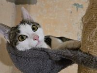 Schnurrt Otto dir bald um die Beine?