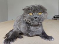 Magnus braucht dringend ein liebevolles Zuhause - eilt sehr!