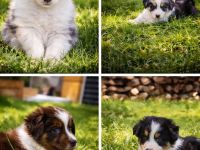 Australien Shepherd Welpen - liebevoll aufgezogen