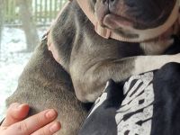 Französische Bulldogge Mukki sucht ruhige Menschen