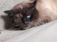 Pipim, Pirat und FIV positiv