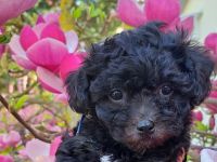 Reinrassige Bolonka Zwetna Welpen