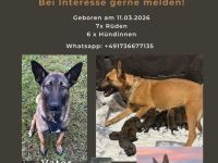Malinois Welpen
