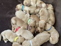 Labradoodle F1 Welpen in Apricot