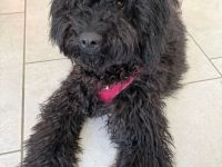 Puli Mischling Lilly sucht ein neues Zuhause