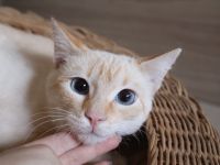 Massimo, ein sanfter Kämpfer sucht sein Für-immer-Zuhause (Wohnungskater, nicht als Einzelkater)