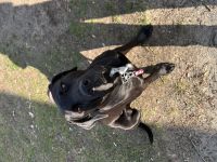 Verkaufe dringen unserer Labrador mischlings Familienhund am besten noch heute