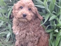 Zwegpudel Red-Braun ,Rheinrasig,in liebevoller Familienaufzucht