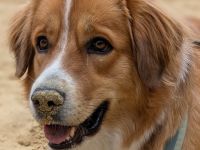 Bailey, 04/24 - charakterstarkes Mädel sucht Menschen mit Erfahrung