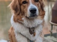 Bailey, 04/24 - charakterstarkes Mädel sucht Menschen mit Erfahrung