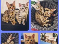 Bengal mix Kitten Brown / Silver
