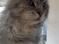 Maine coon Kater