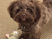 Bolonka Zwetna von der Bolli Ranch