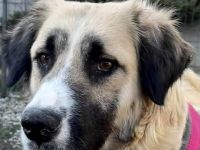 Odette möchte eine feine, sanfte Begleiterin sein