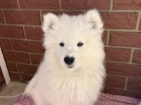 Samojede Welpen Hundewelpen