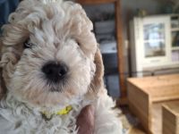 Lagotto Doodle × Panda Pudel Mädchen