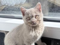 BKH Lilac weiblich - geb. 21.12.25 - 15 Wochen mit komplettem Starterset